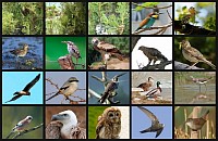 aves